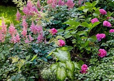 Shade Loving Plants