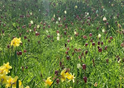 Conserving our Wildflower Meadows