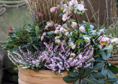 Winter Pots